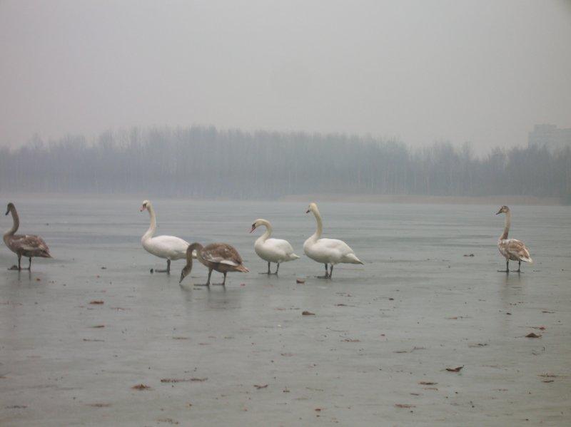 pogoria, łabędzie, lód