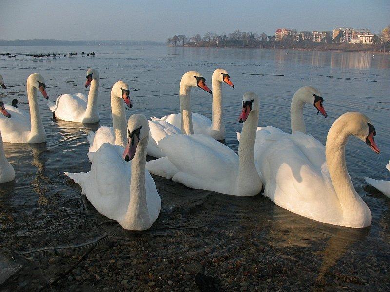 jezioro, zima, ptaki