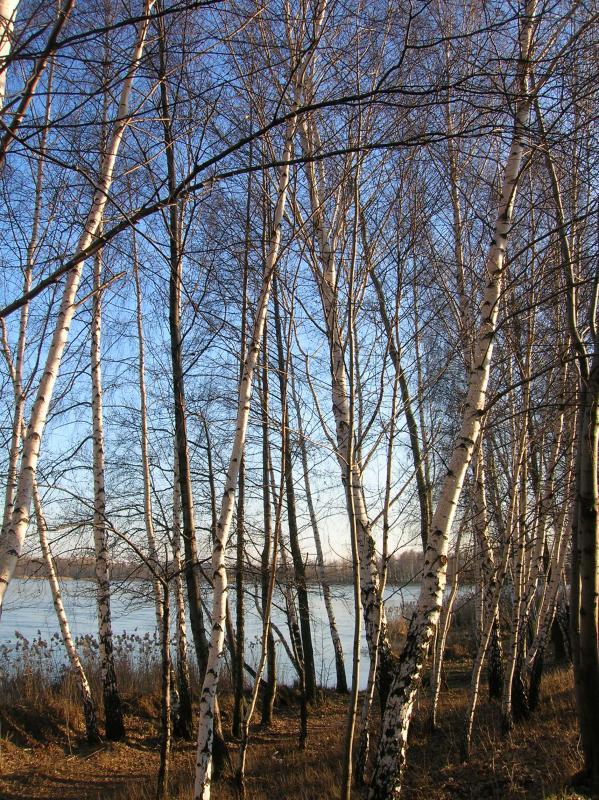 pogoria, słońce, brzozy