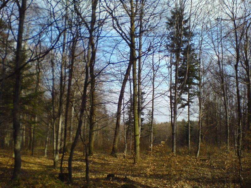9500.jpg