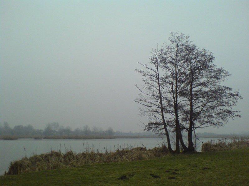 woda, drzewa, zalew, ponuro