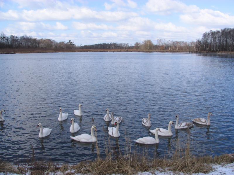 zima, łabędzie, zabrze
