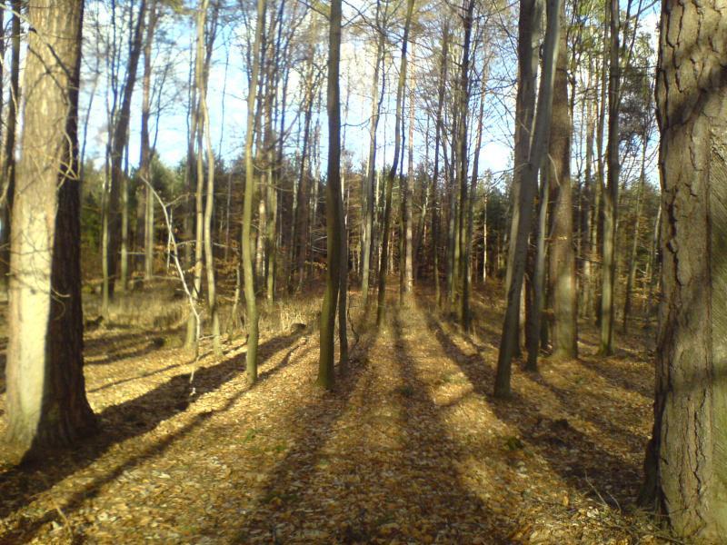 10393.jpg