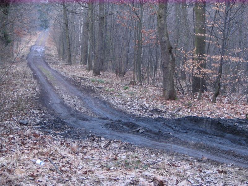 las, błoto, droga