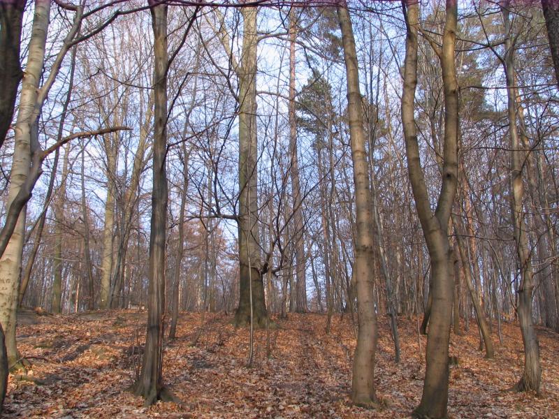 park, drzewa, repty