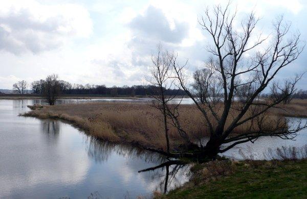 odra, łąki, oder neisse radweg