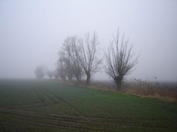 Żuławskie wierzby