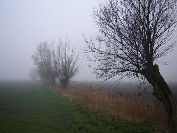 Żuławskie wierzby