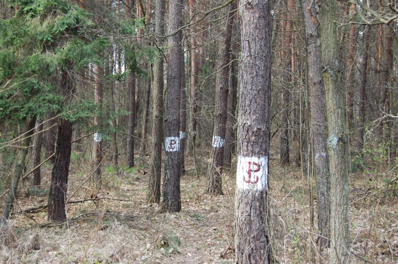 las, ak ordona, kwatera okręgu śląskiego 23 dywizji