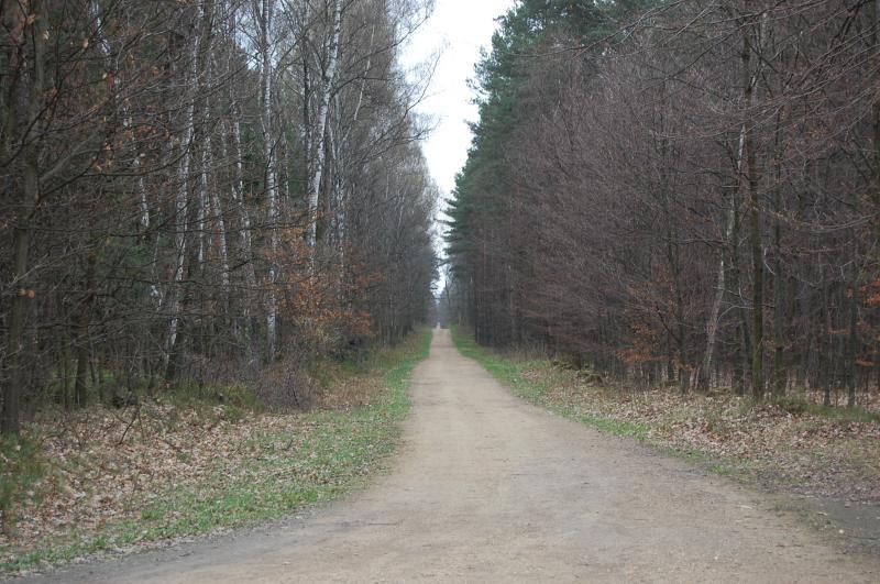 Puszcza Dulowska