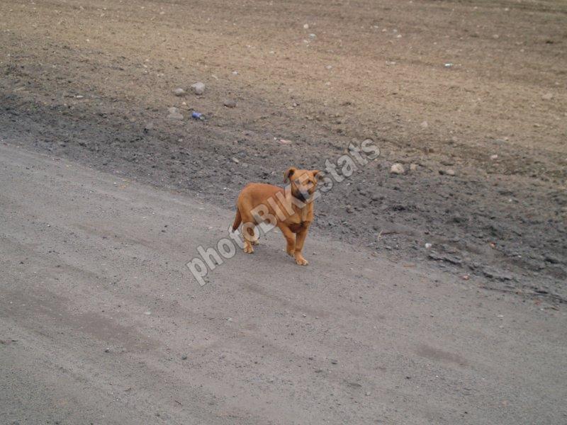 duch, borowiec, dzika bestia