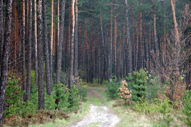Jura krakowsko-częstochowska i jej klimaty