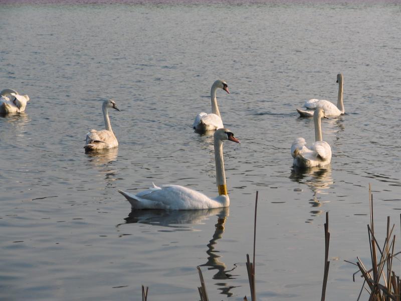 staw, łabędzie, miechowice