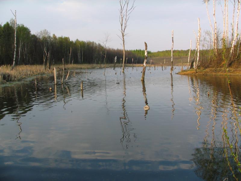staw, woda, drzewa