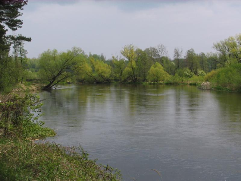 las, rzeka, warta