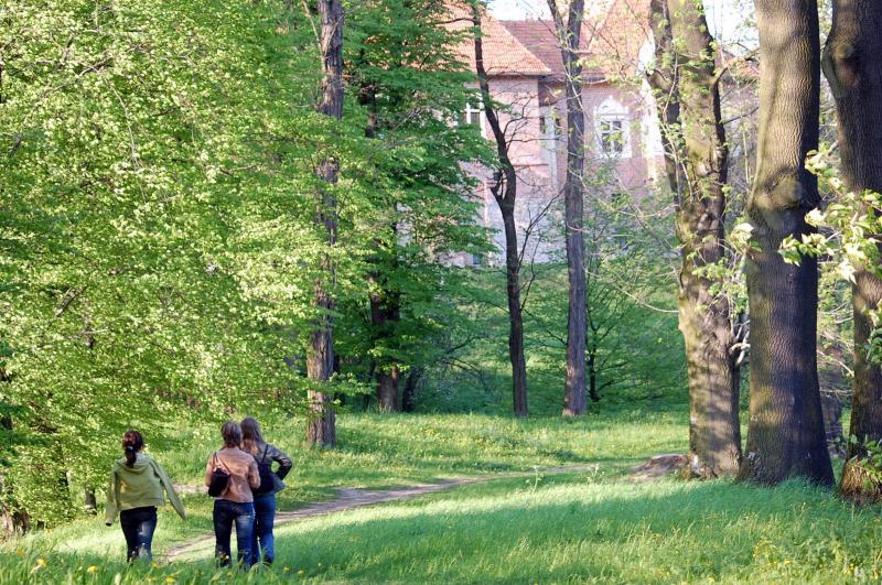 las, zamek, dębno