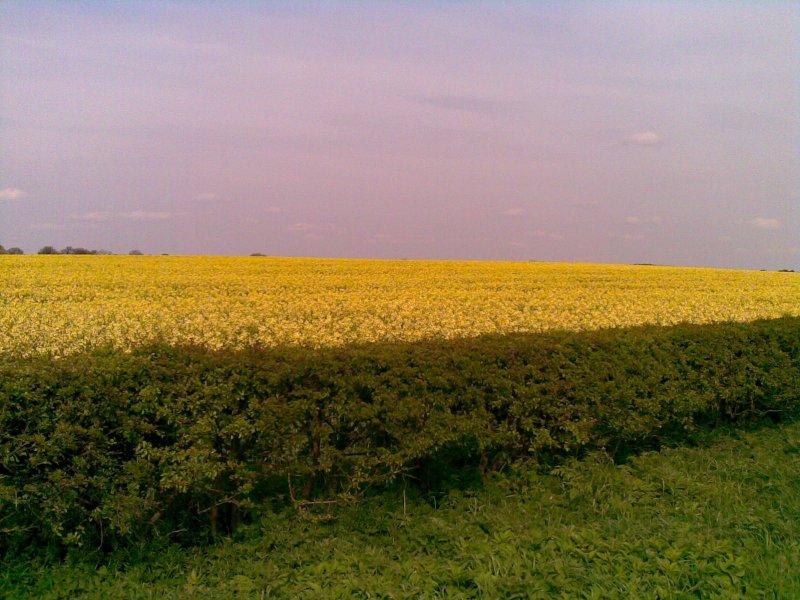 natura, yorkshire, wiosna