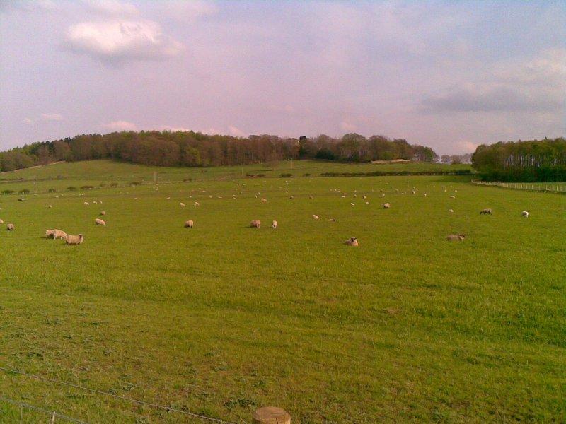 natura, sheep, yorkshire, wiosna