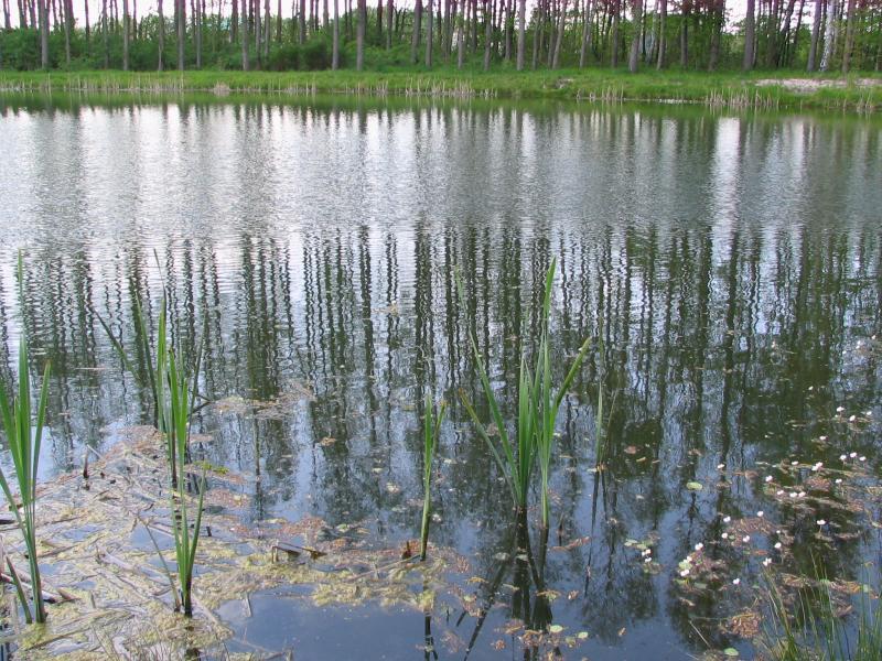 woda, park, wieluń