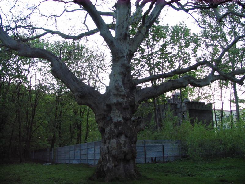 drzewo, pomnik przyrody, miechowice, platan