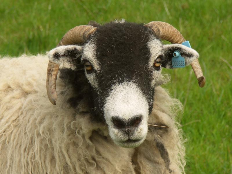 sheep, yorkshire dales, yorkshire
