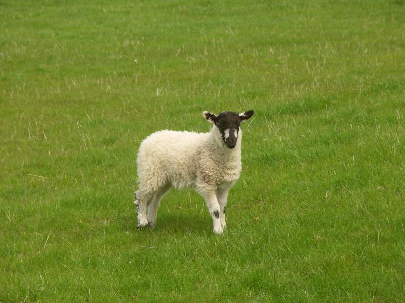 sheep, yorkshire dales, yorkshire