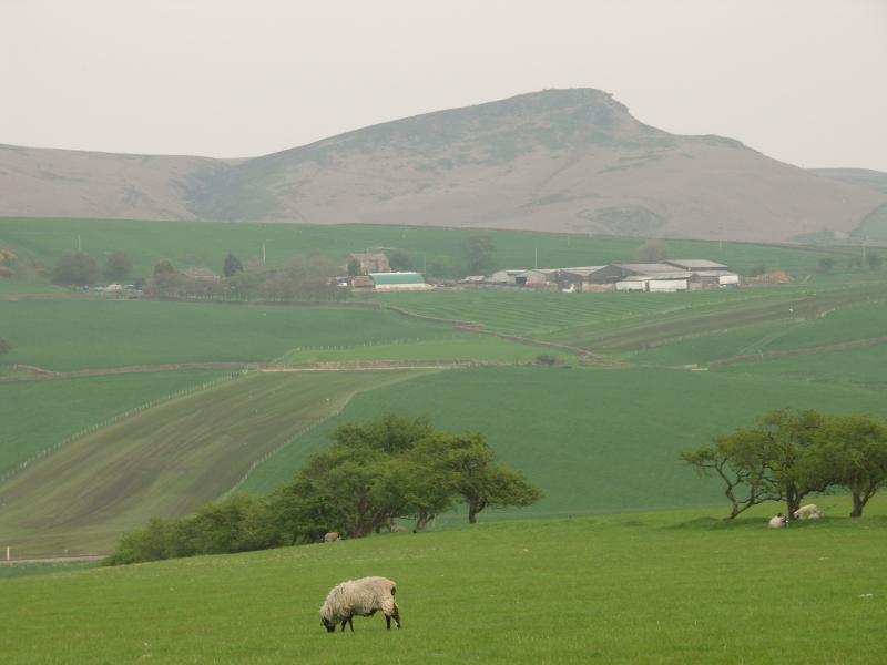 sheep, yorkshire dales, yorkshire