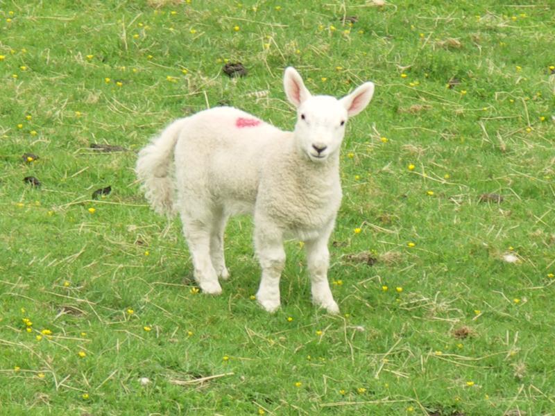 sheep, yorkshire dales, yorkshire