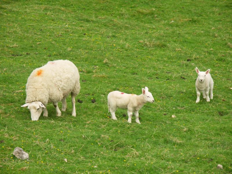 sheep, yorkshire dales, yorkshire