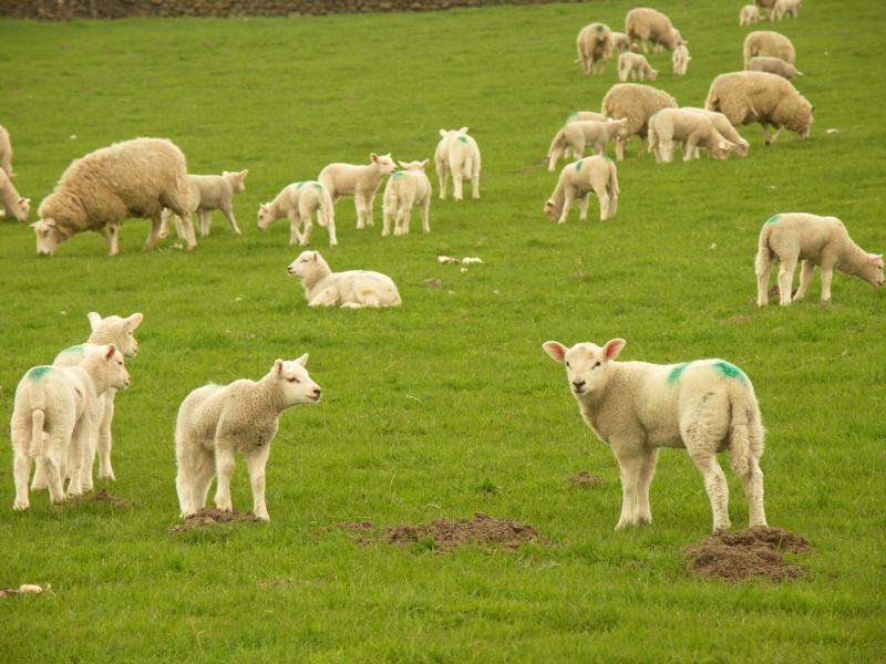 sheep, yorkshire dales, yorkshire