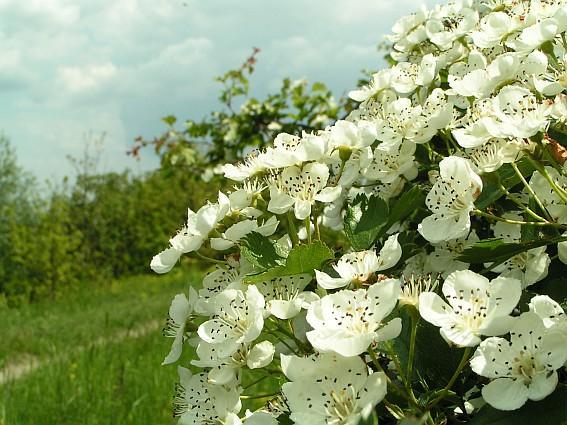 kwiaty, wiosna, jabłoń