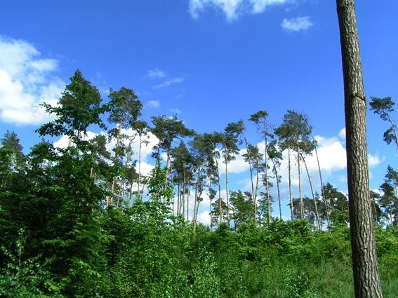 niebo, widok, sosny