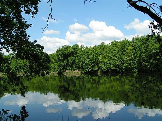 las, jezioro, starorzecze