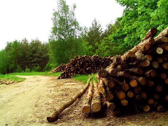 drewno, ścinka, siedlce