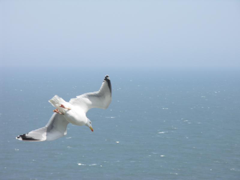 yorkshire, bridlington, flamborough, bempton cliffs