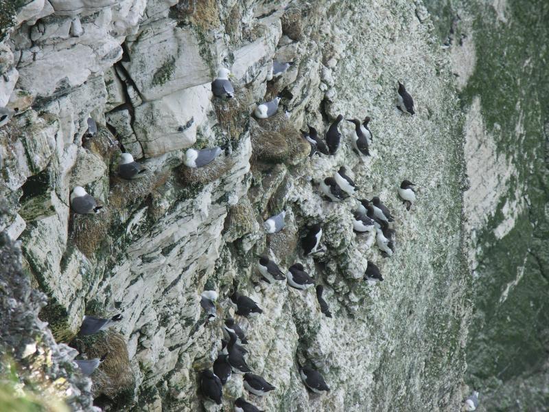 yorkshire, bridlington, flamborough, bempton cliffs