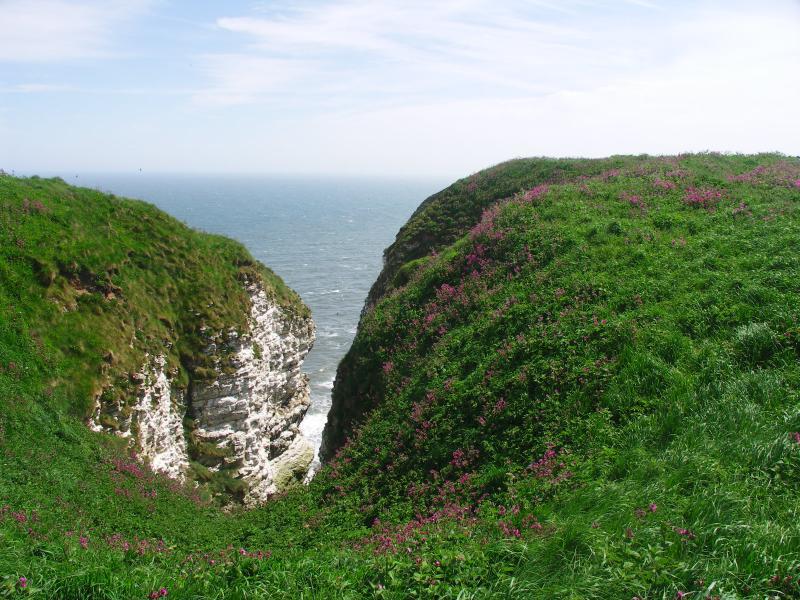 yorkshire, bridlington, flamborough, bempton cliffs