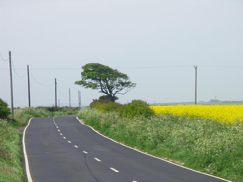 yorkshire, bridlington, flamborough, bempton cliffs