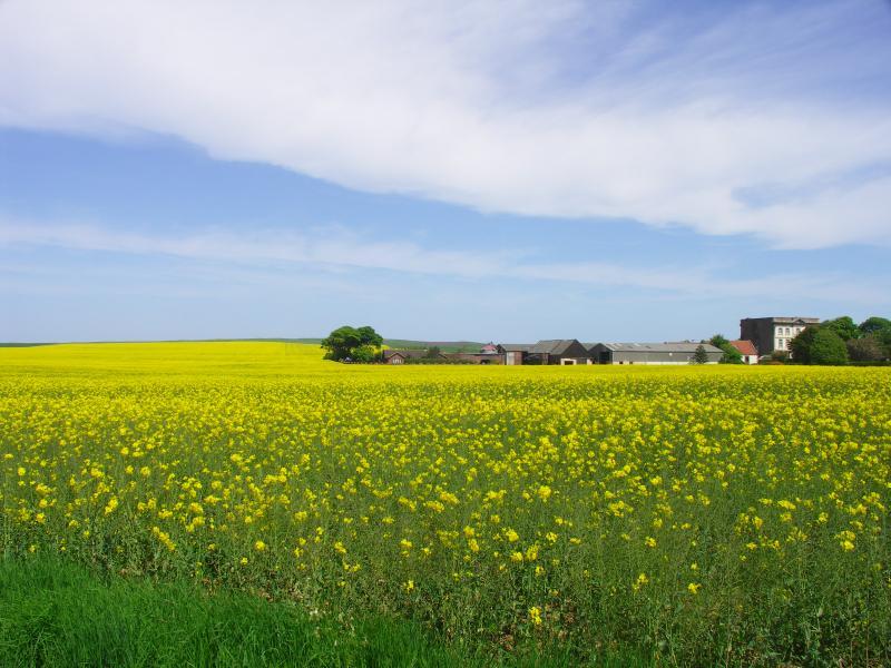 sielanka, yorkshire, bridlington, flamborough