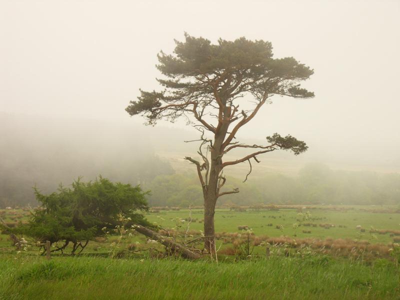 yorkshire, north yorkshire moors, north yorkshire