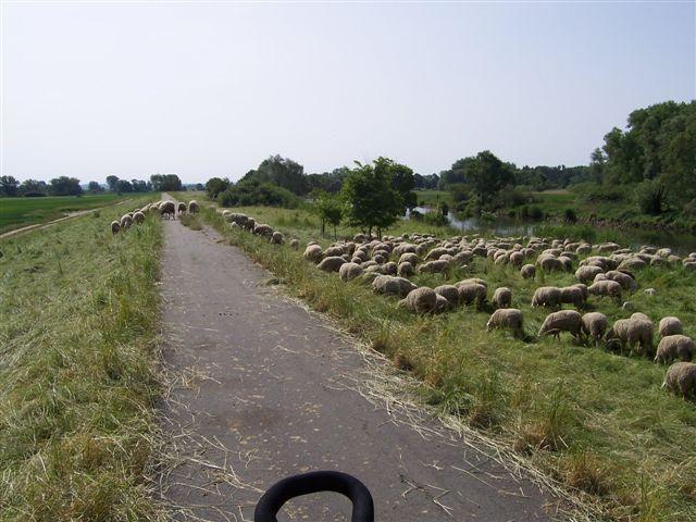 21908.jpg