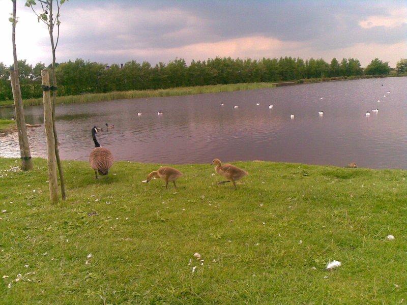 yorkshire, nature, black hill