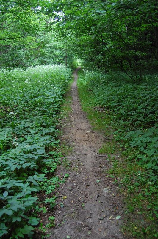 okardzionów