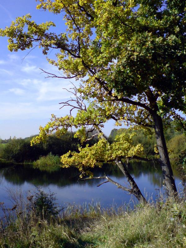 staw, kotowice