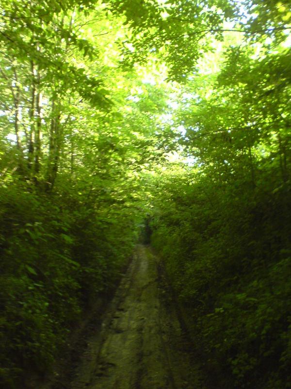 25061.jpg