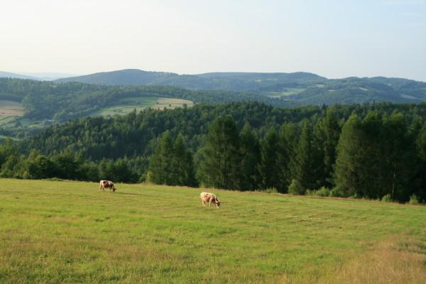 25260.jpg