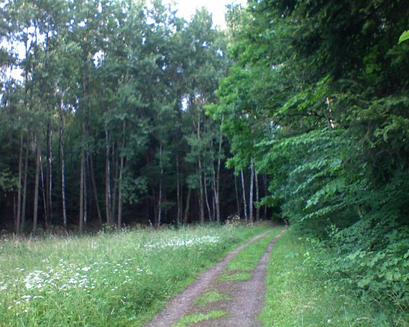 25431.jpg