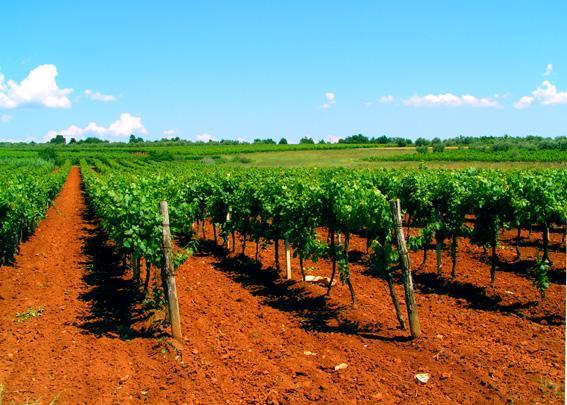 winnica, istria, czerwonoziemy