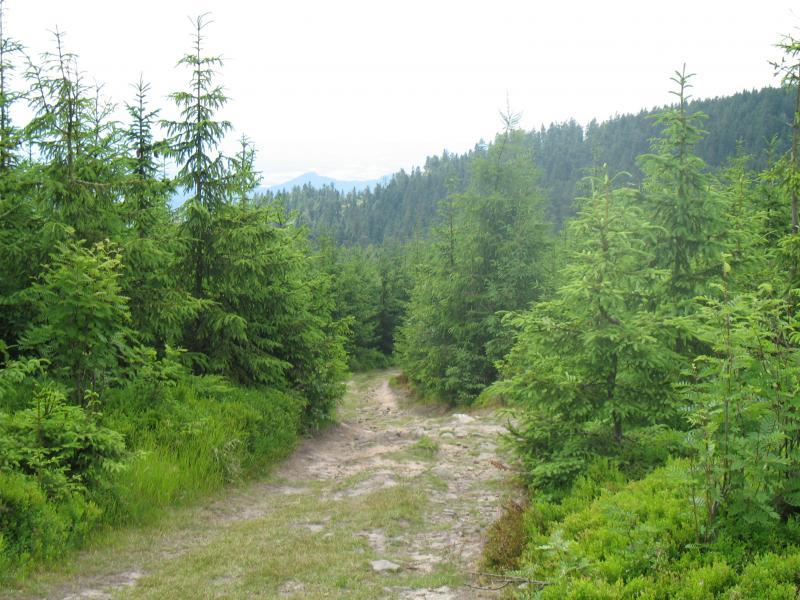 25878.jpg