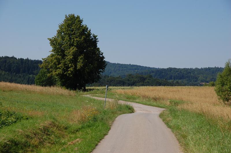 ryglice